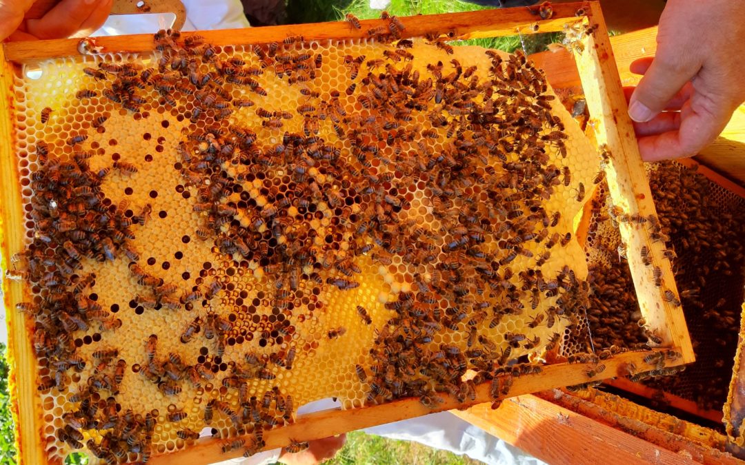 Der Bie­nen Schwarm: Rähm­chen Mar­ke Fak­tor C