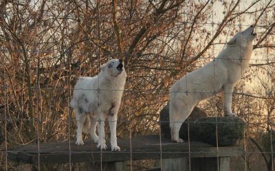 Be­such bei den Wildtieren